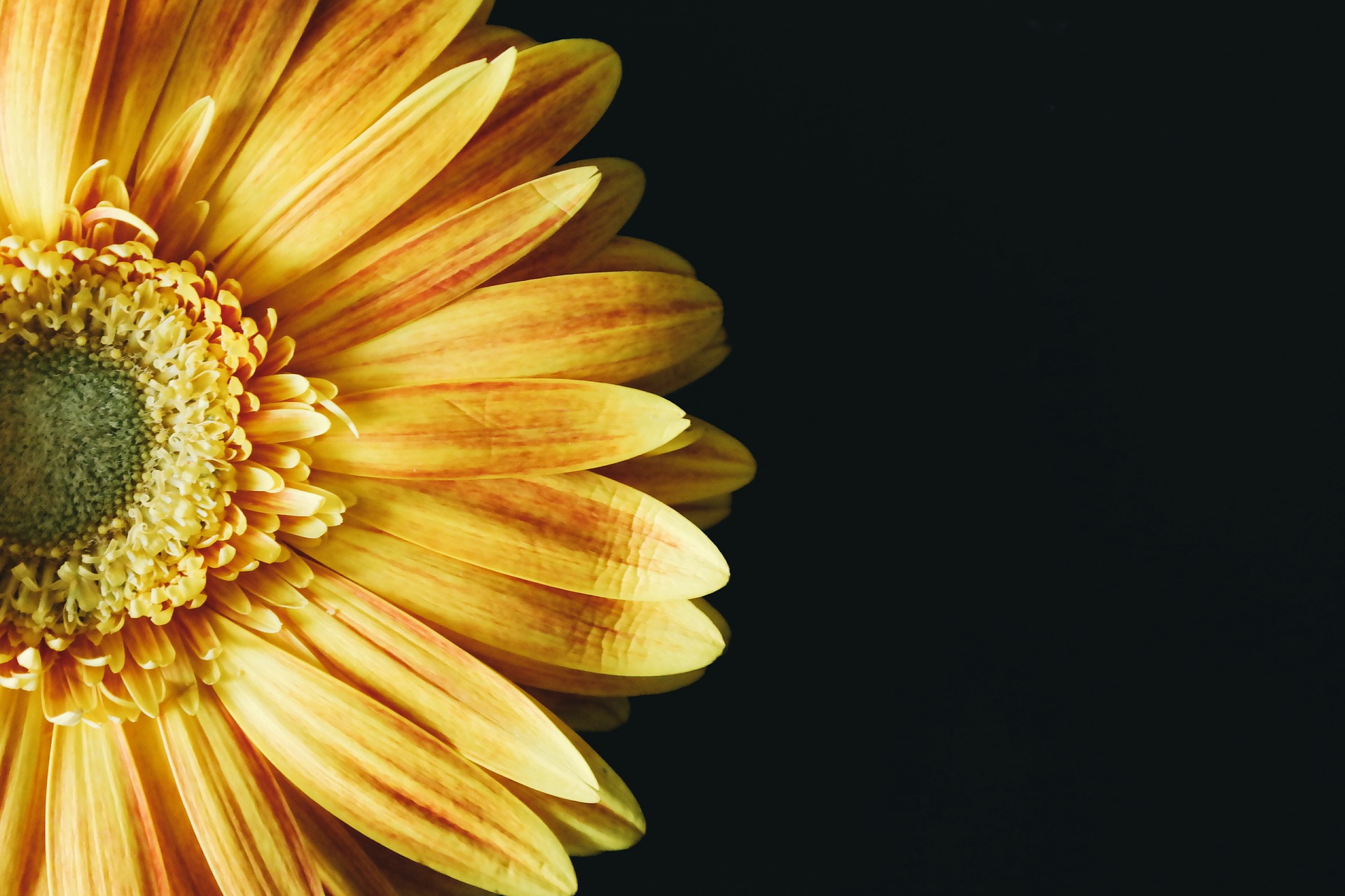 Blossom or Wilt